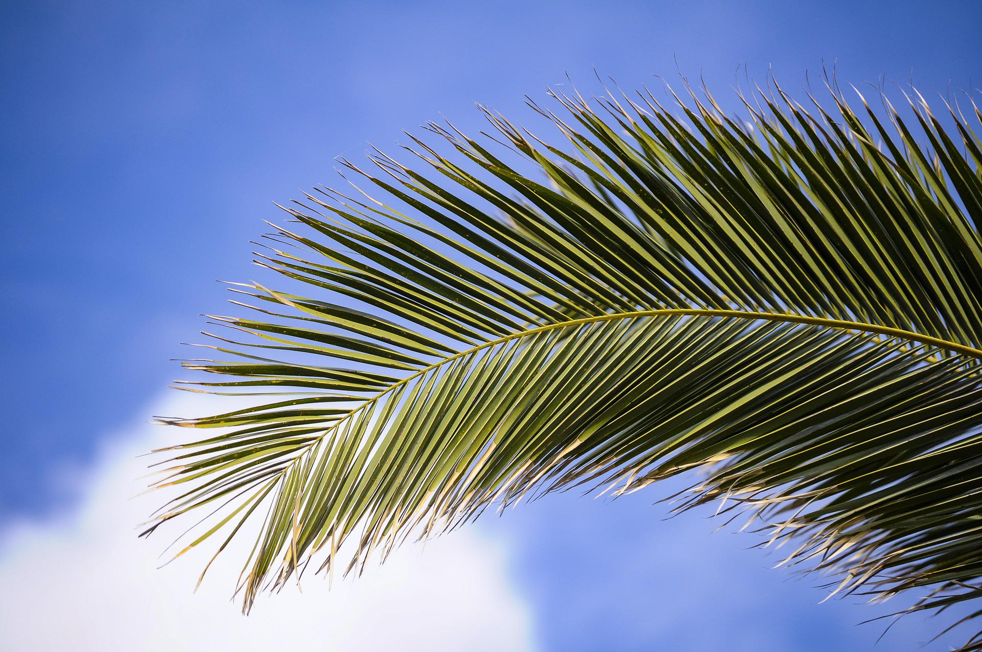 The History of Palm Sunday
